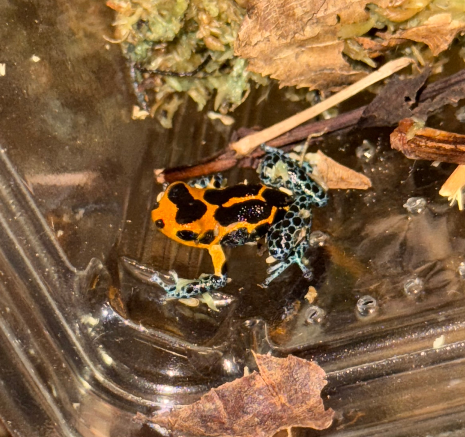 Mimic thumbnail dart frog (ranitomeya imitator varadero) PROVEN PAIR Profile Picture