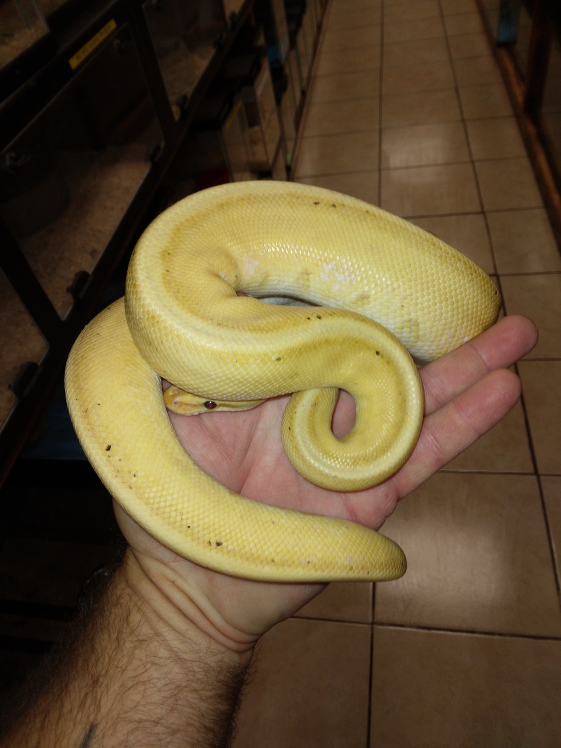 Adult Male Proven Breeder Banana Stripe Ball Python by Reptile