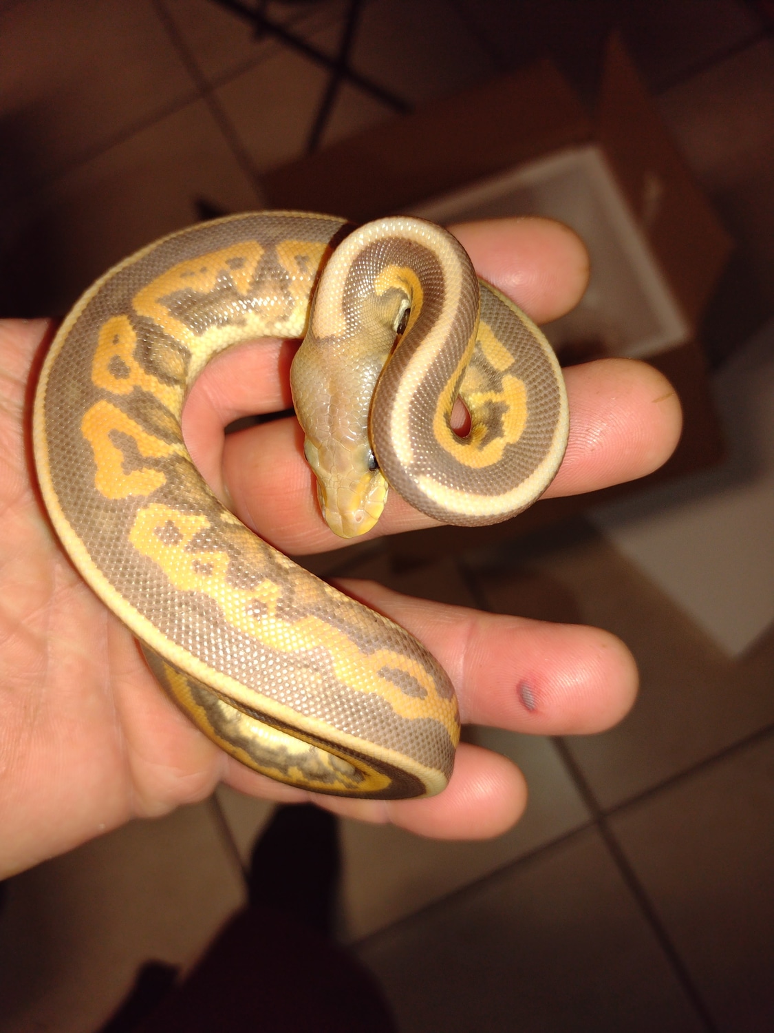 Male Banana Cinnamon Leopard Stripe Pied Ball Python by Reptile Mart ...