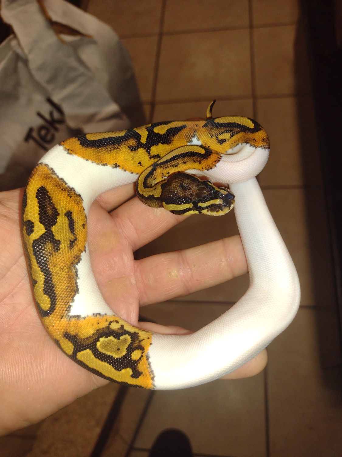 Female High White Pied Ball Python by Reptile Mart - MorphMarket