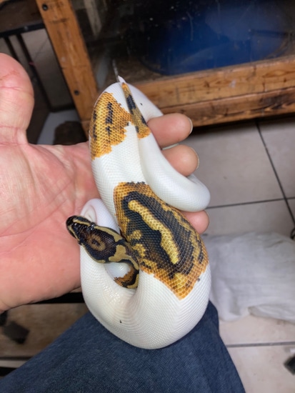 Male High White Yellow Bellied Pied Ball Python by Reptile Mart