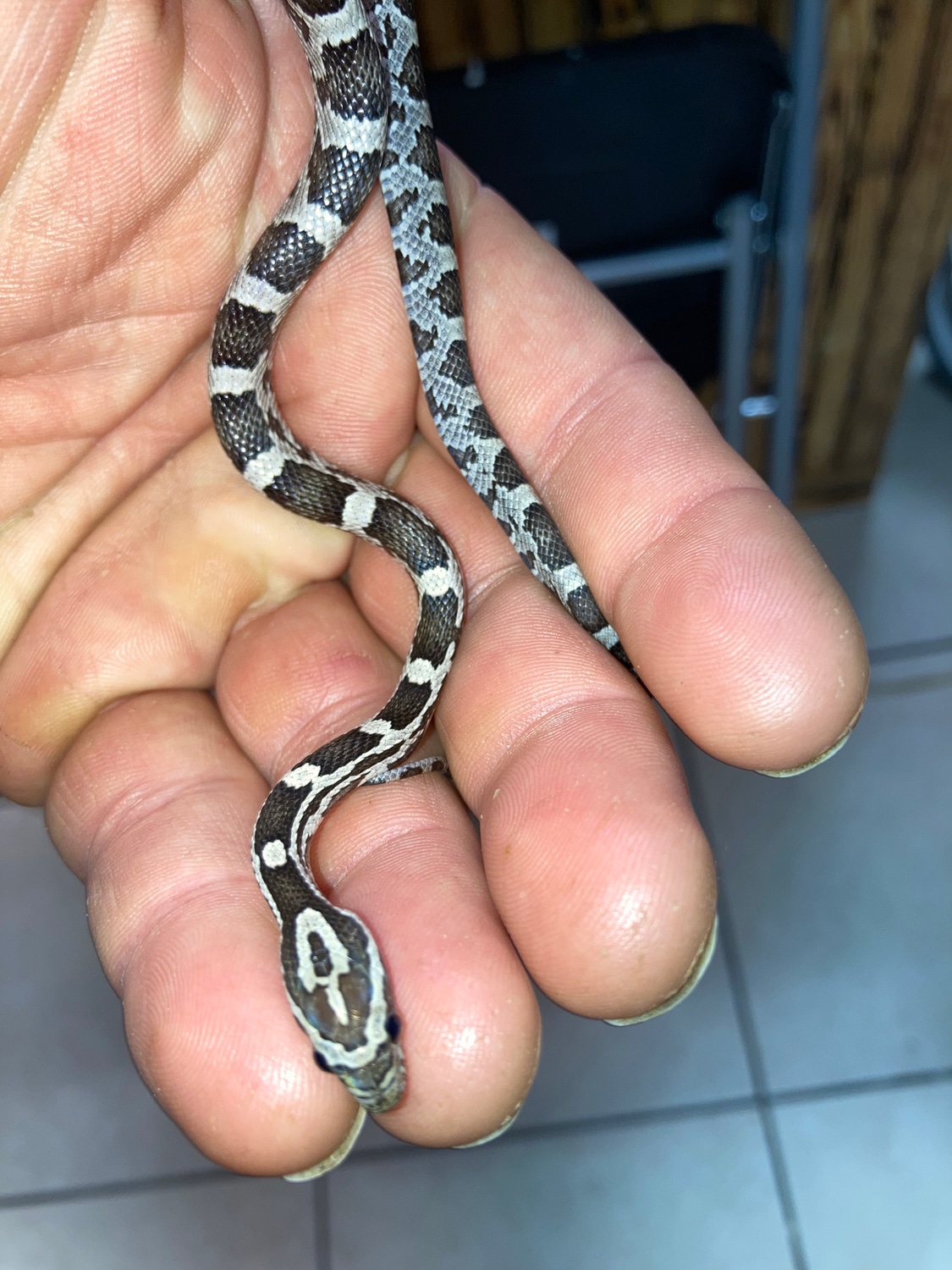 Black Corn Snake by Reptile Mart MorphMarket