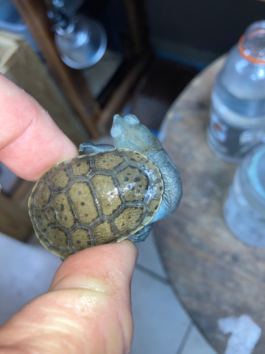 Snake Neck Turtle Side & Snake-necked Turtle by Reptile Mart - MorphMarket
