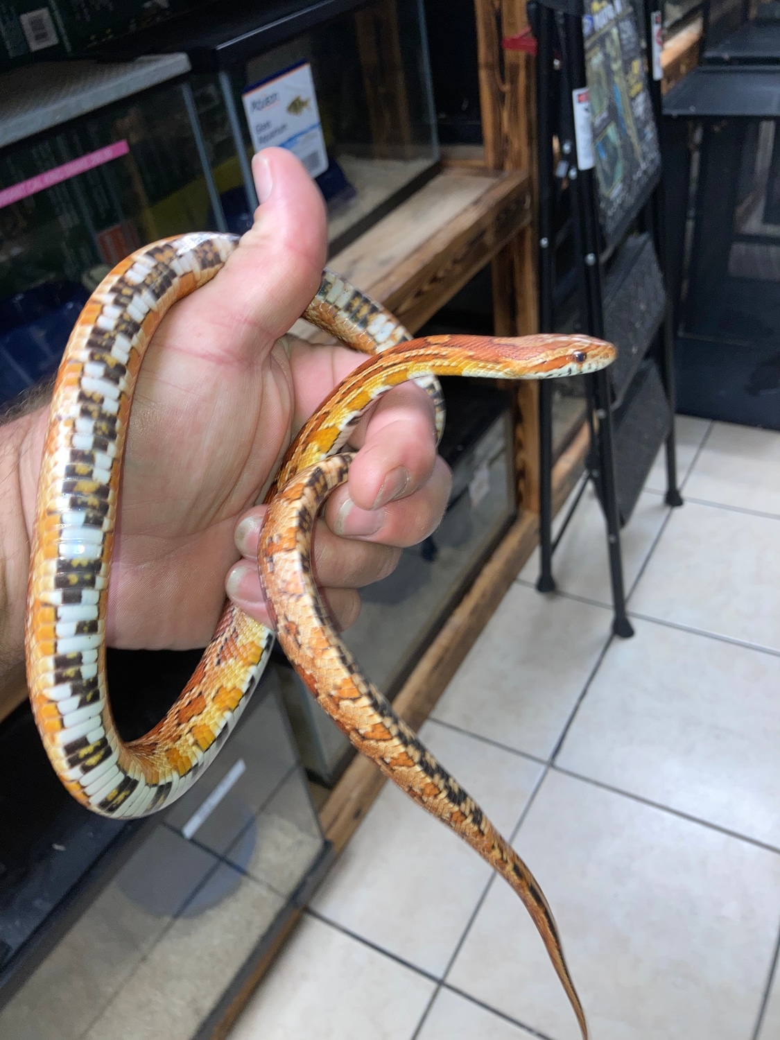 Young Adult Female Corn Snake by Reptile Mart MorphMarket