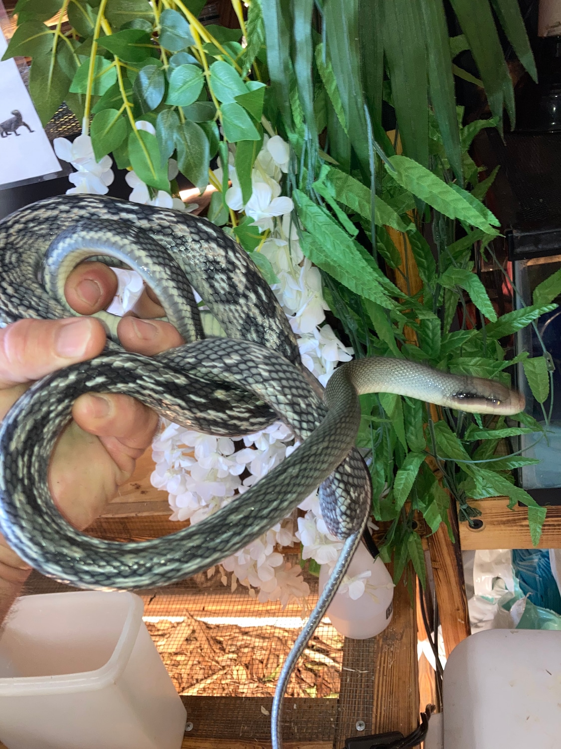 Stunning Adult Male Vietnamese Blue Beauty Rat Snake by Reptile Mart