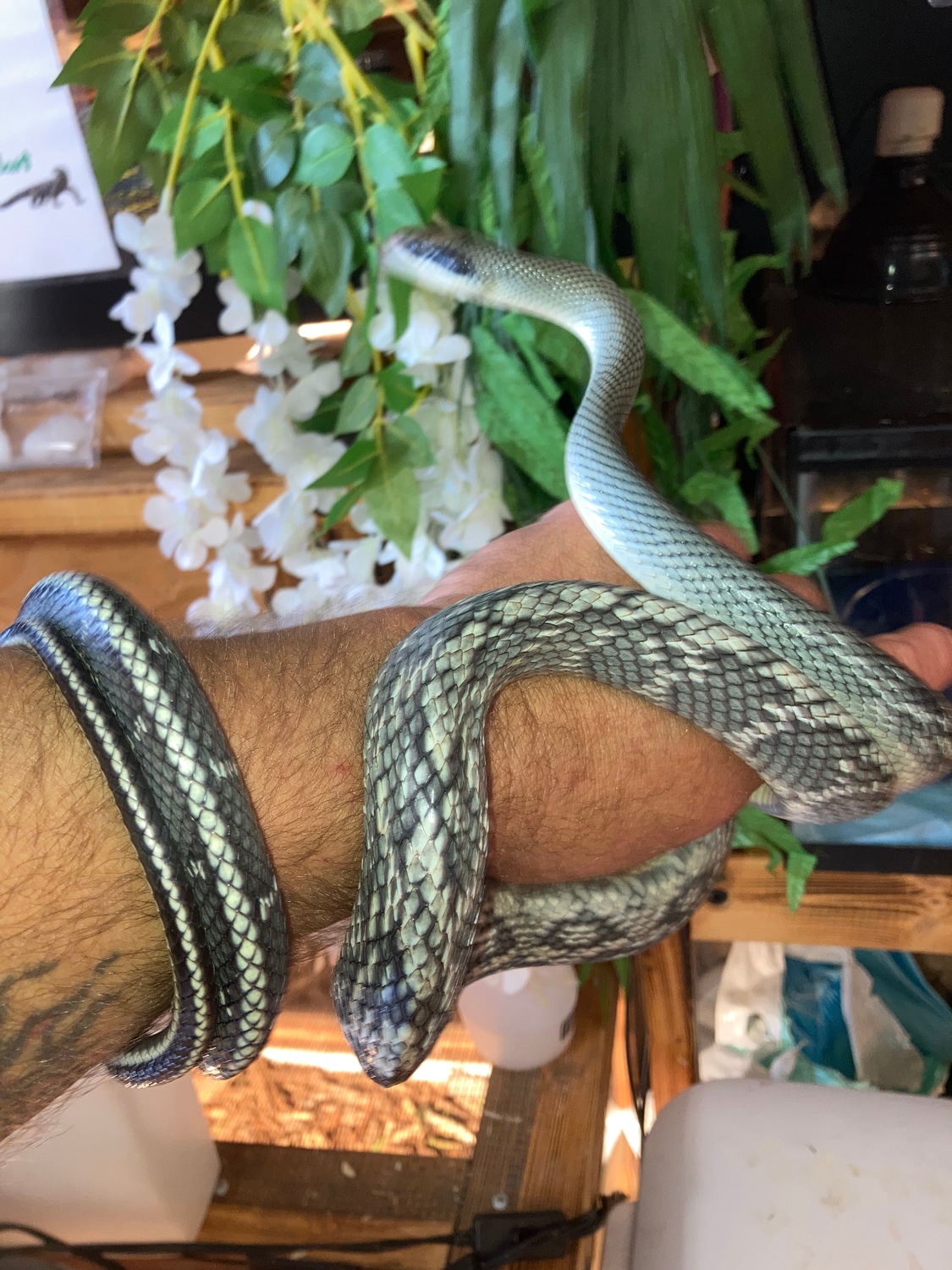 Stunning Adult Male Vietnamese Blue Beauty Rat Snake by Reptile Mart
