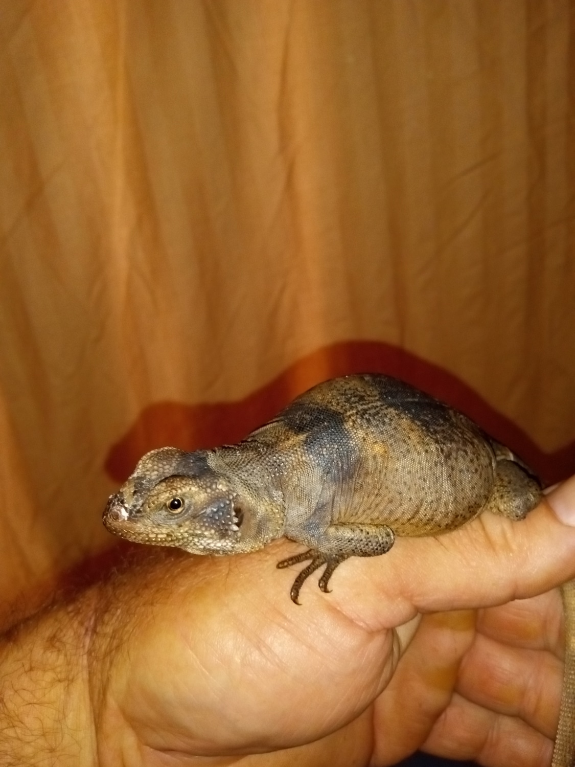 Stunning Captive Bred Male Red Back Chuckwalla Other Lizard by Reptile