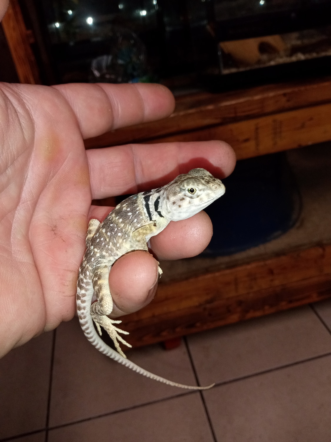 Baby Eastern Collard Lizard More Lizard by Reptile Mart MorphMarket