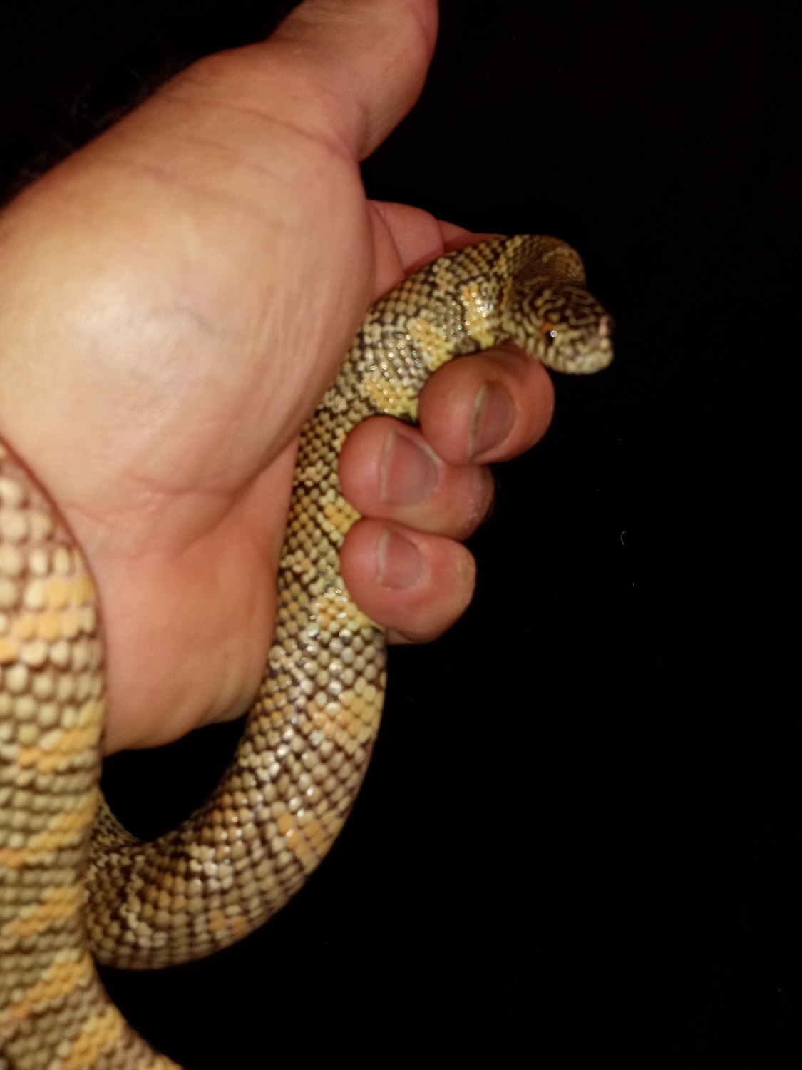 Beautiful Sub Adult Female Hybino Het Flame King Snake Brooks