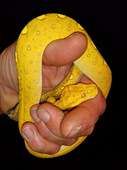 Beautiful Yellow Phase Biak Green Tree Python by Reptile Mart