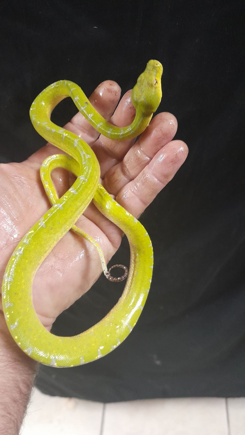 SORONG Green Tree Python by Reptile Mart - MorphMarket
