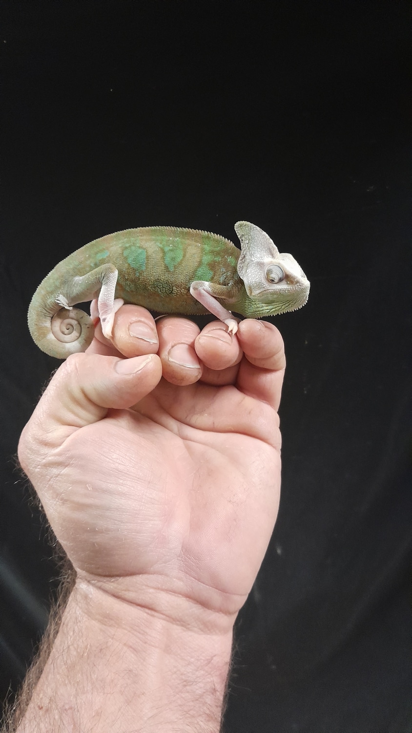 Male High White Pied Veild Chameleon Veiled Chameleon by Reptile Mart