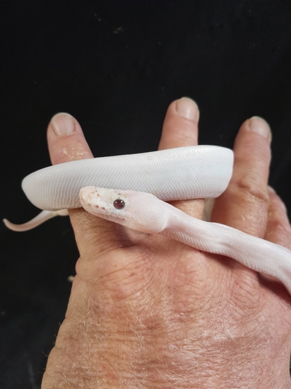 Female White Demon Ball Python by Reptile Mart
