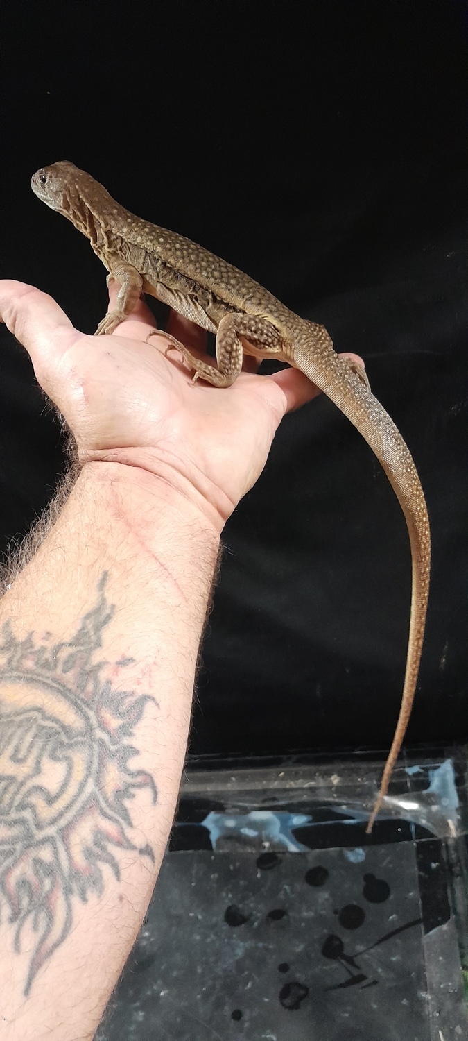 Pair Of Giant Butterfly Agamas More Lizard by Reptile Mart MorphMarket