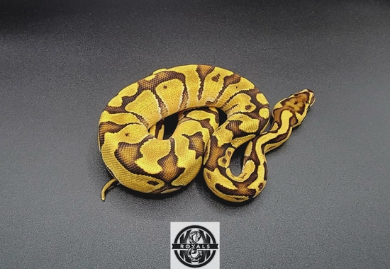 Orange Dream Enchi Fire Het Clown Pos Leopard Ball Python by KSK ROYALS