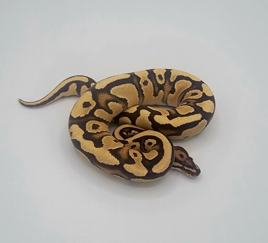 OD (Pos Super) YB Fire X-treme Gene Pos Het Clown Ball Python by KSK ROYALS