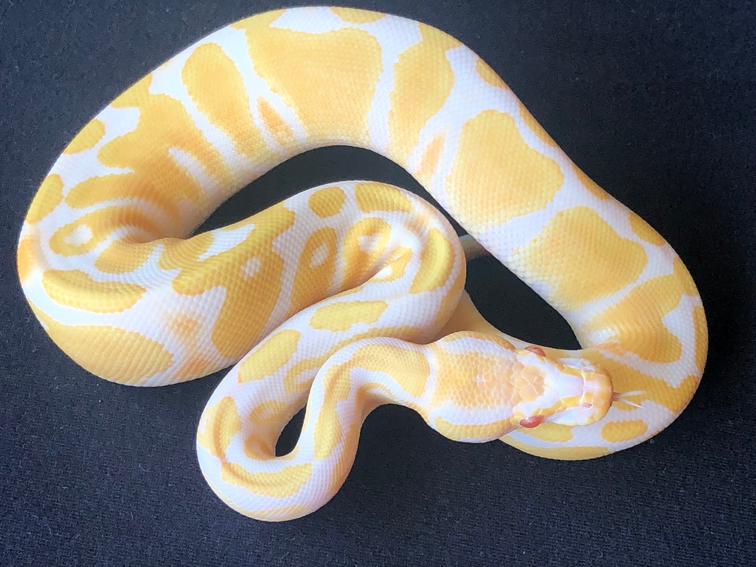 Albino 100% Het Pied Female Ball Python by Ball Dazzled - MorphMarket