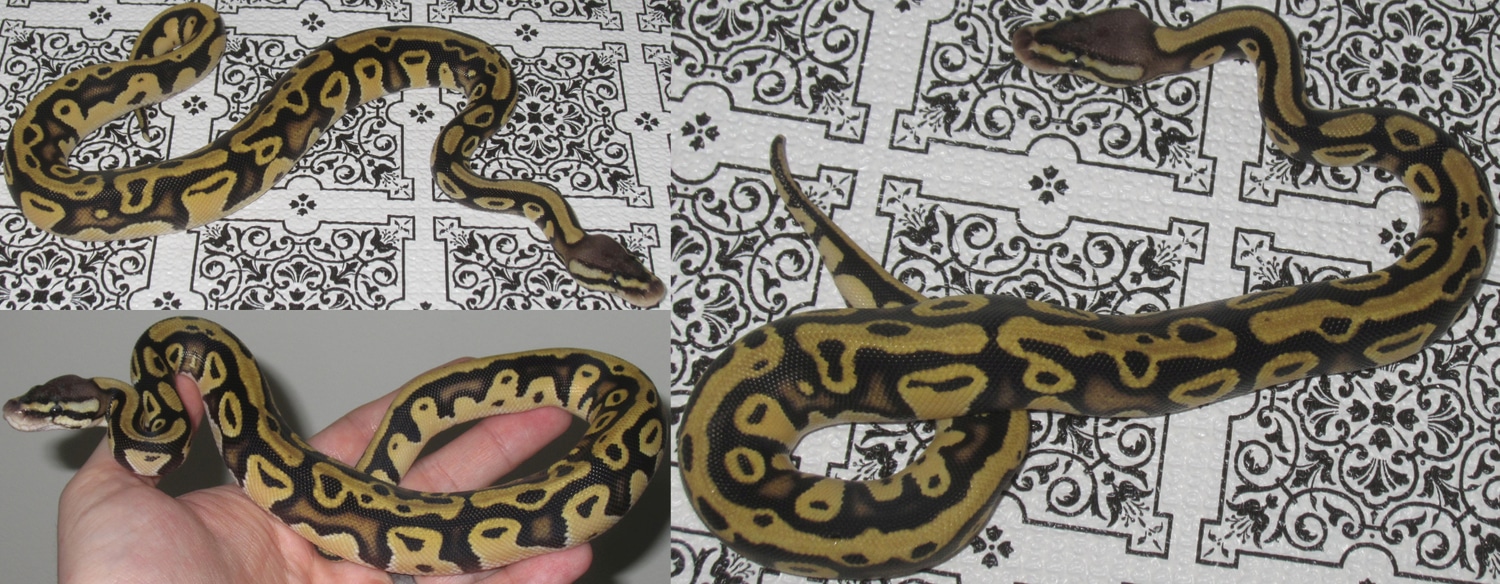 New Gene? Ball Python by Under The Radar Reptiles - MorphMarket