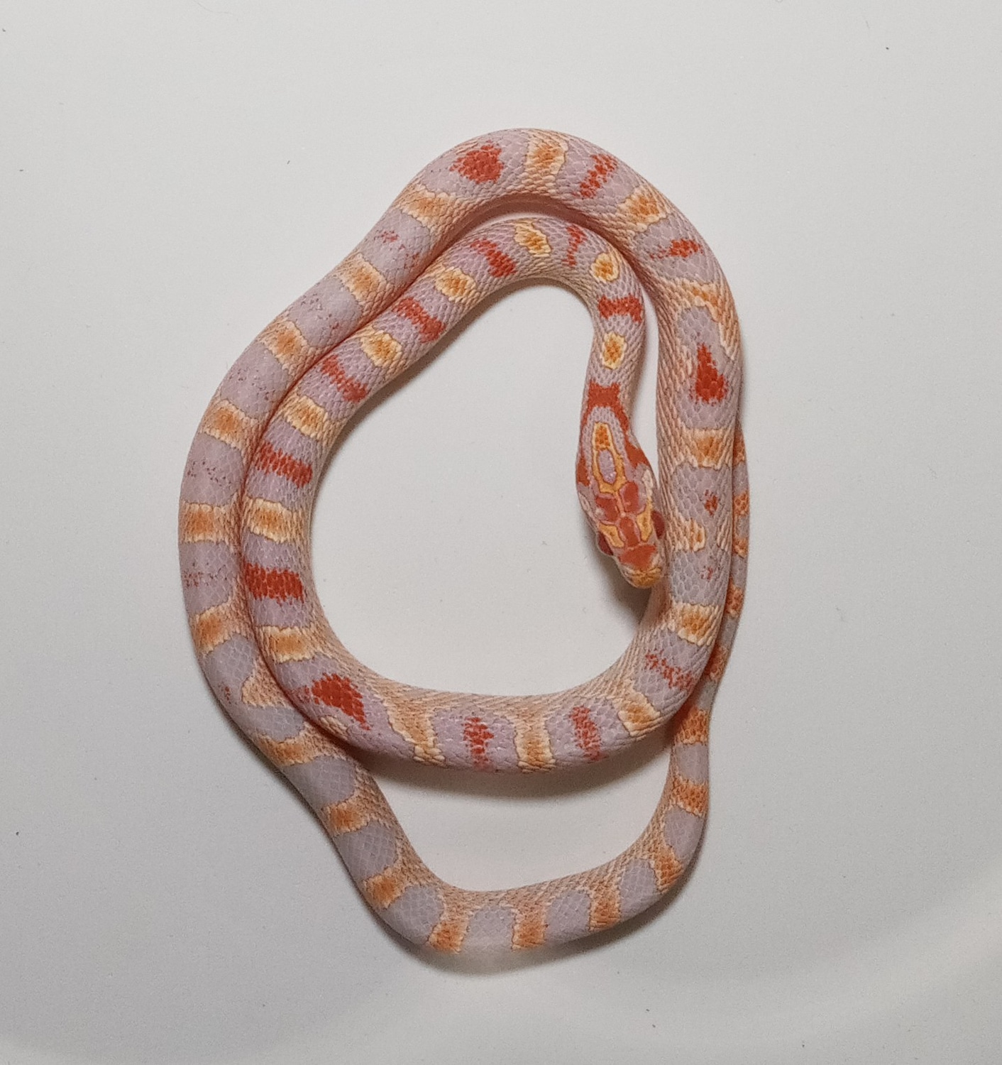 Extreme Reverse Okeetee Corn Snake by Kevin’s Snakes MorphMarket