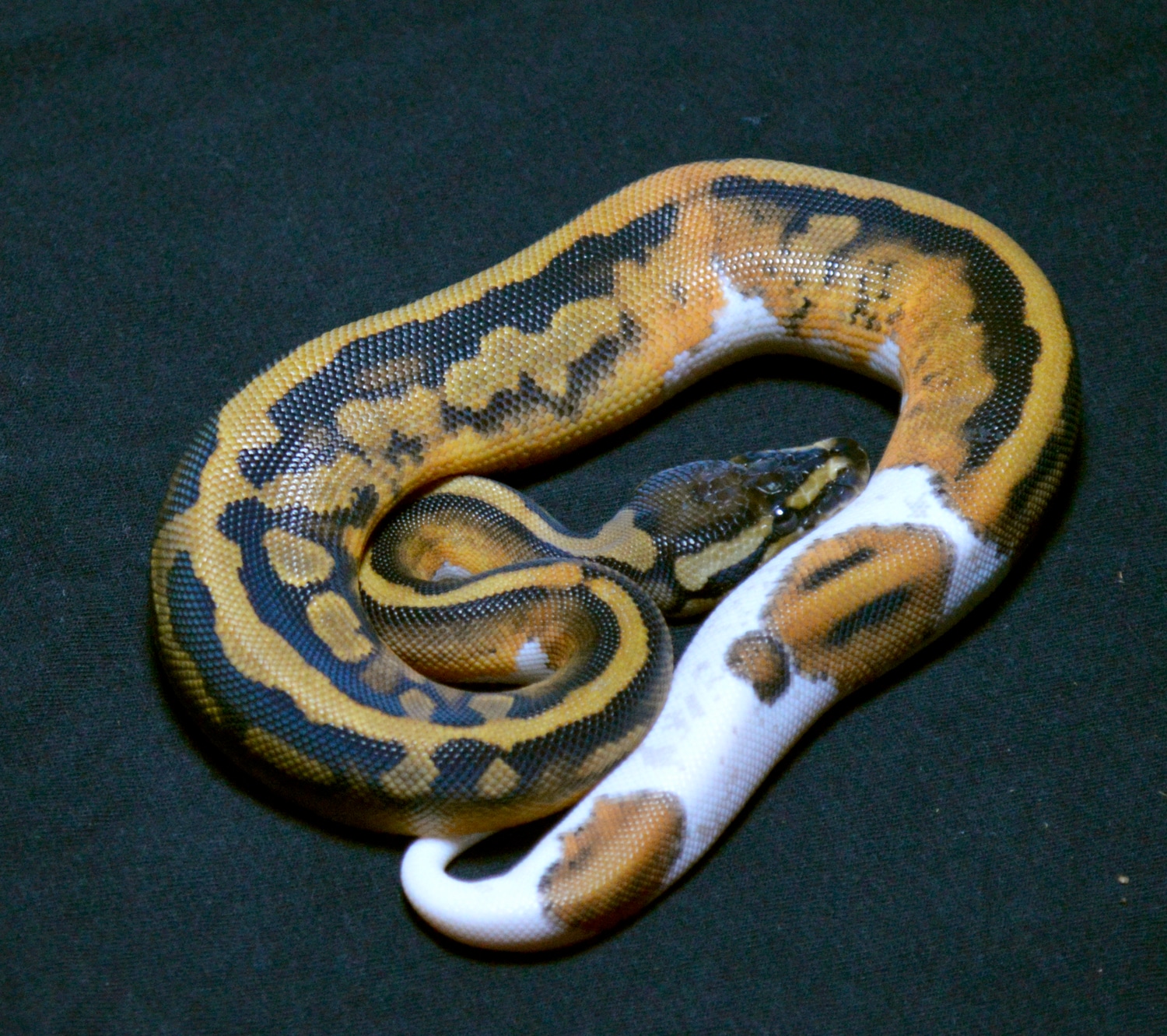 Yellowbelly Piebald Ball Python by Halcyon Pythons MorphMarket