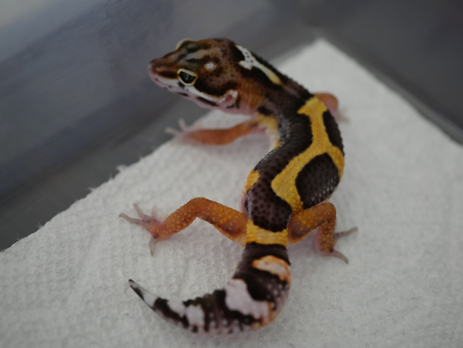 Tsm Bold Bandit Pos Het Tremper Pet Only Leopard Gecko by KFGeckos