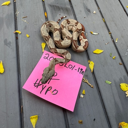 Hypo Boa Constrictor
