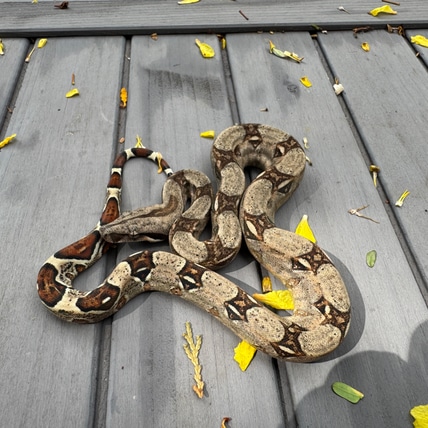 Normal Pastel Columbian Boa Boa Constrictor