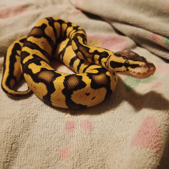 Firefly Cinnamon Ball Python Firefly Ball Python by Mother of Snakes