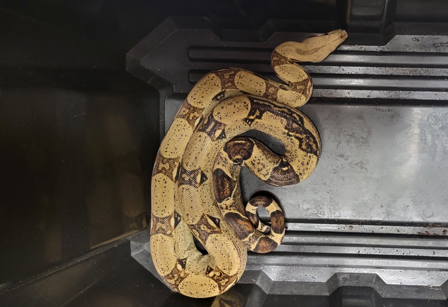 Jungle Boa Constrictor by Khris' Konstrictors MorphMarket
