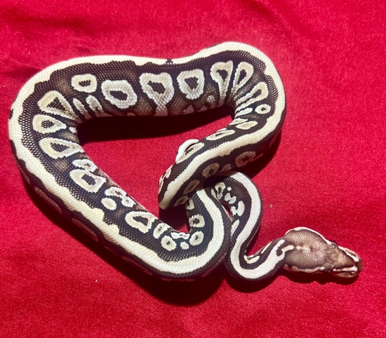 Mojave Spotnose Het Clown Ball Python by Boop the Snoot Exotics