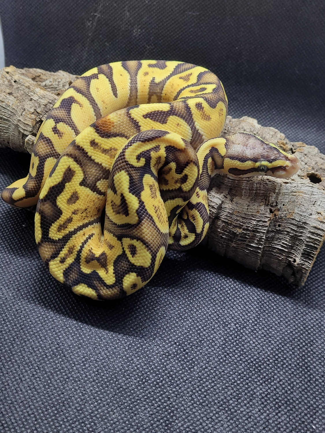 GHI Firefly Paradox Ball Python by Split-Tongue Exotics - MorphMarket