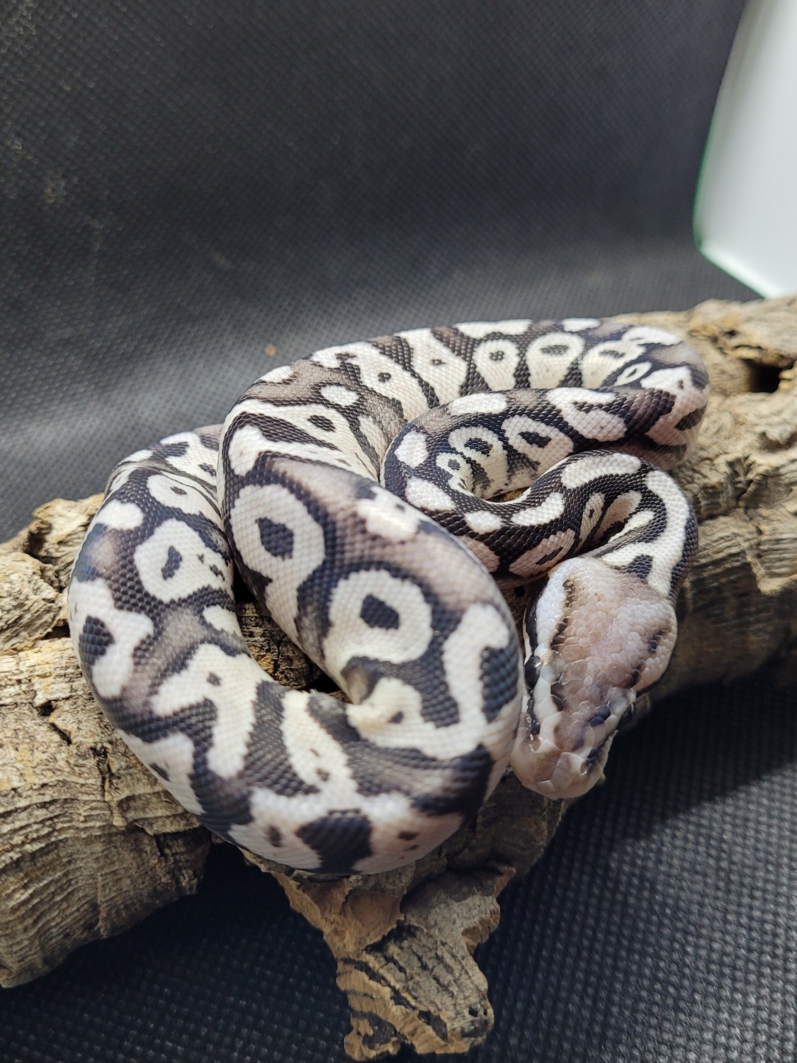 TSK Axanthic Firefly Ball Python by Split-Tongue Exotics - MorphMarket