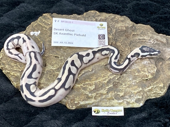 Desert Ghost TSK Axanthic Pied Ball Python by Split-Tongue Exotics
