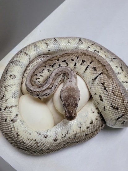 Snow Flake Ball Python by Split-Tongue Exotics
