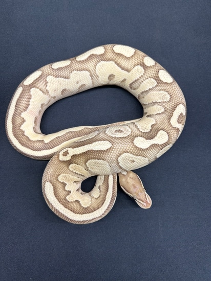 Od, Yb, Lesser, Fire, Scrambler Ball Python by Northwest Florida Reptile's