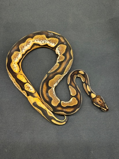 OD, YB, Enchi, Calico, Scrambler Ball Python by Northwest Florida Reptile's