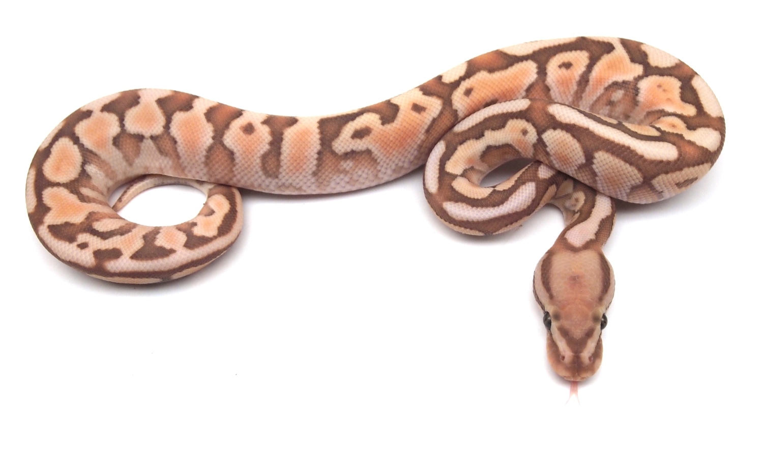 Banana Lesser Spotnose Ball Python by Kicks Balls MorphMarket