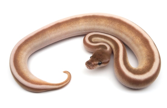 Soul Sucker Genetic Stripe Ball Python by Kicks Balls