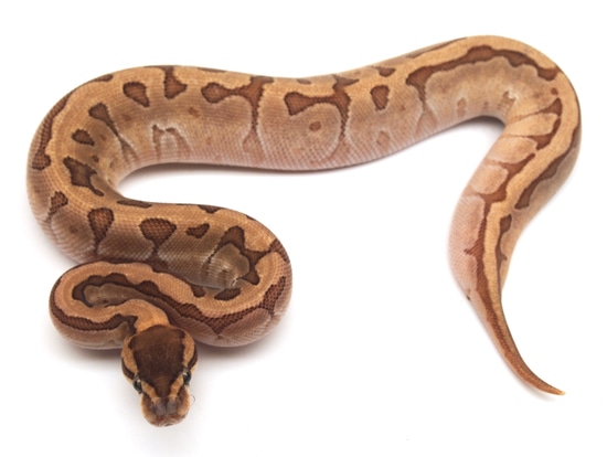Enchi Jigsaw Ball Python by Kicks Balls