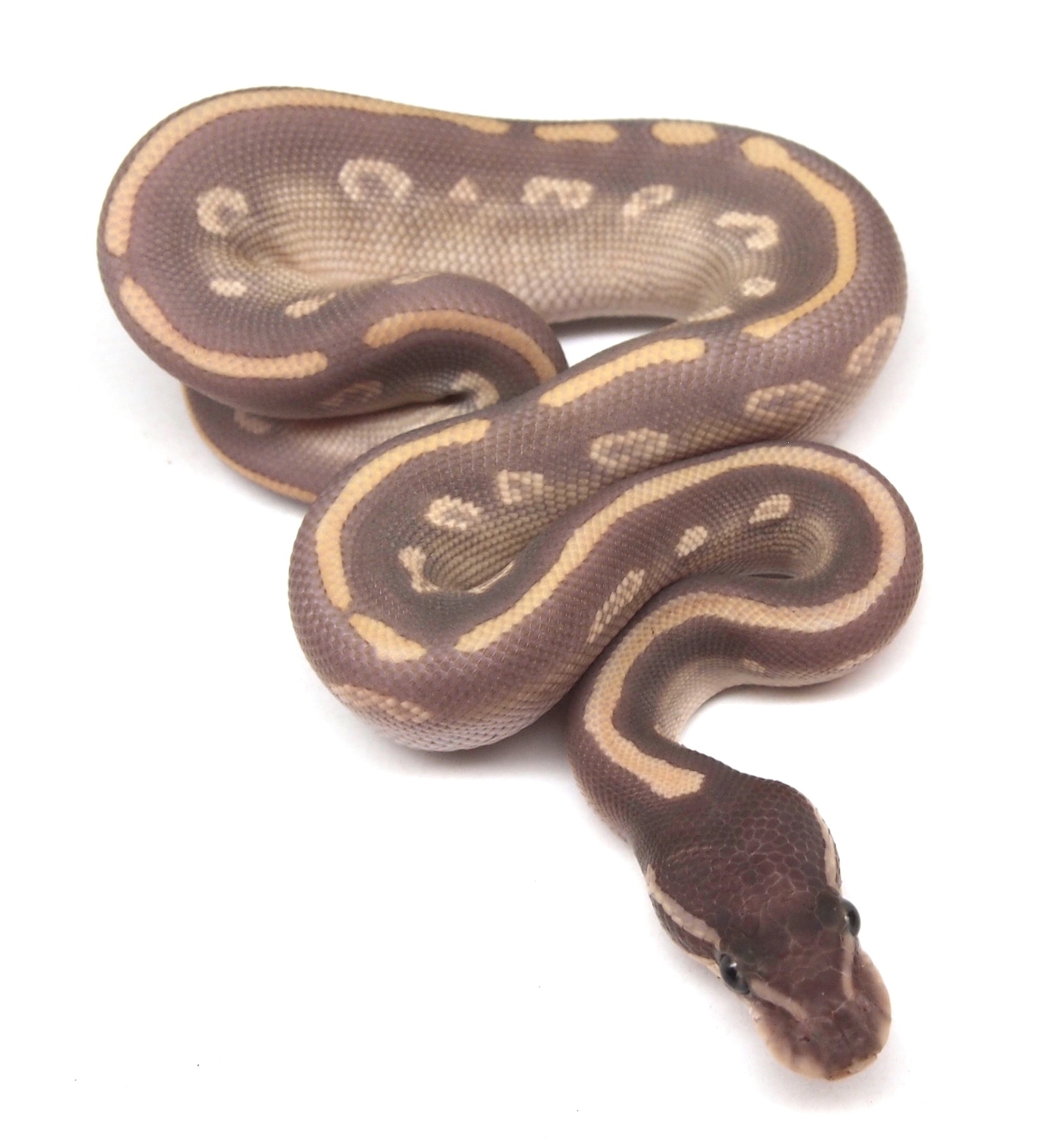 Purple Passion Ball Python by Kicks Balls - MorphMarket