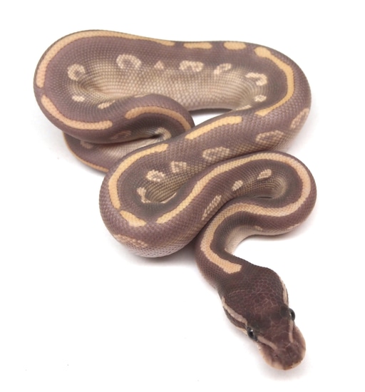 Purple Passion Ball Python by Kicks Balls