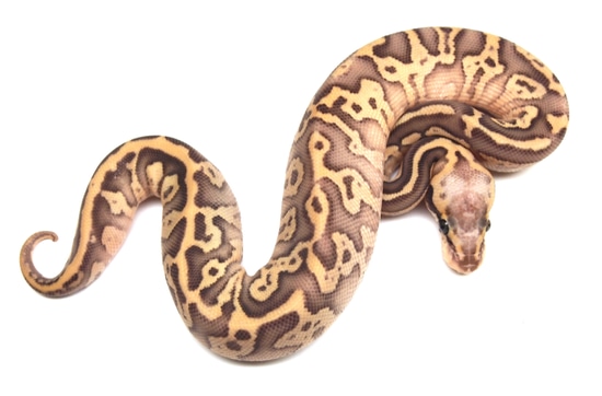 Static Super Pastel Lesser Ball Python by Kicks Balls