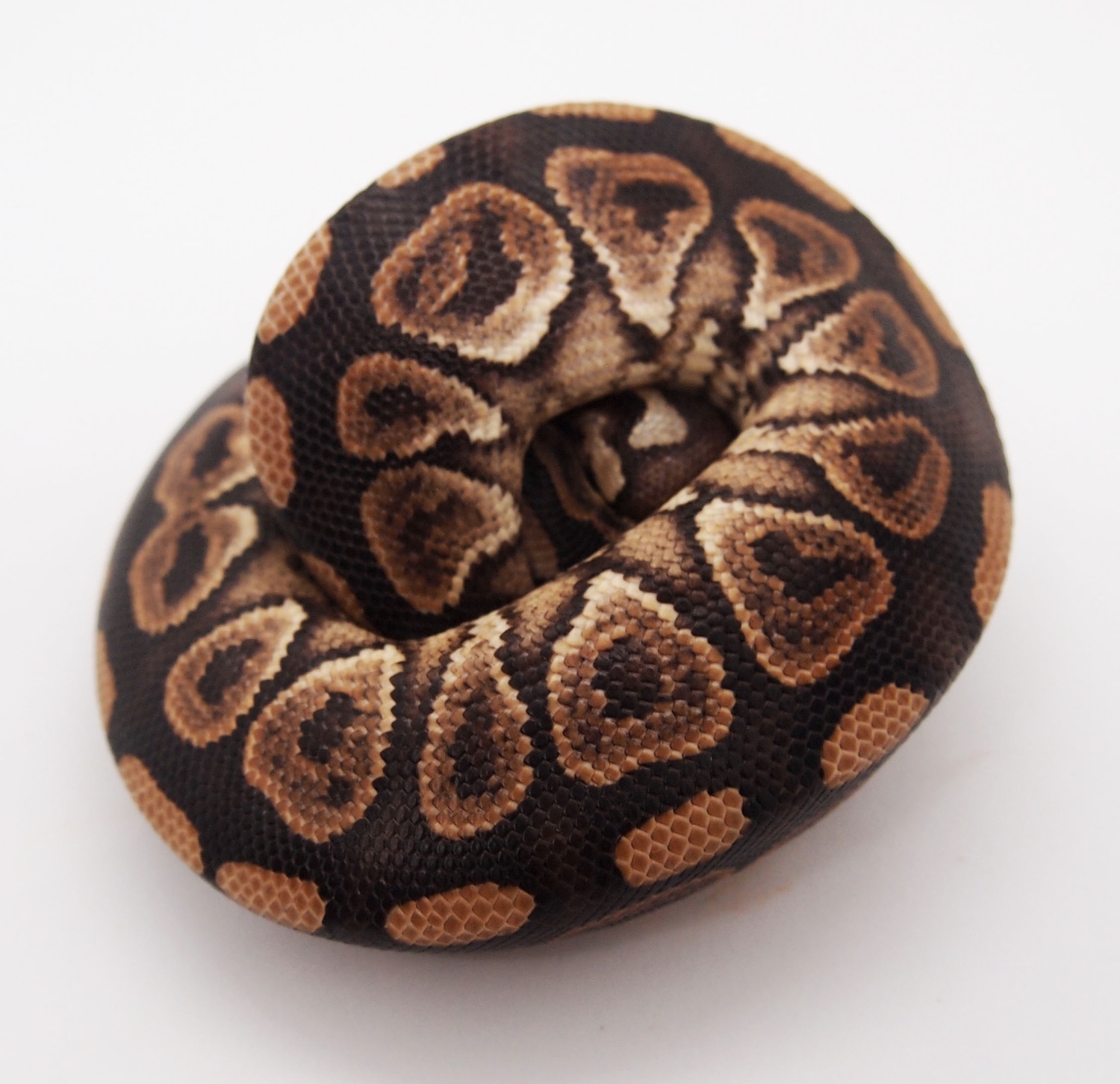 Razor Ball Python by Kicks Balls - MorphMarket