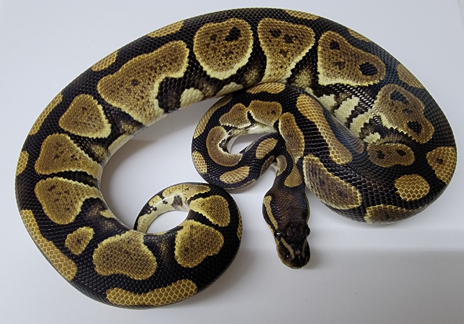 Razor Ball Python by Kicks Balls - MorphMarket