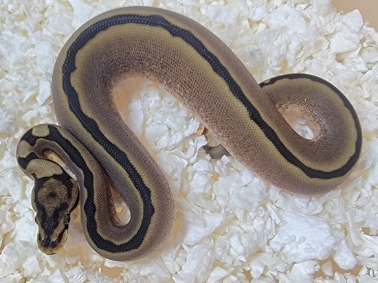 Tri-Stripe Spider Ball Python by Kicks Balls