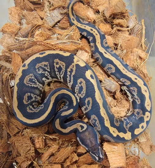 Static Black Pastel 100% Het Hypo Ball Python by Kicks Balls