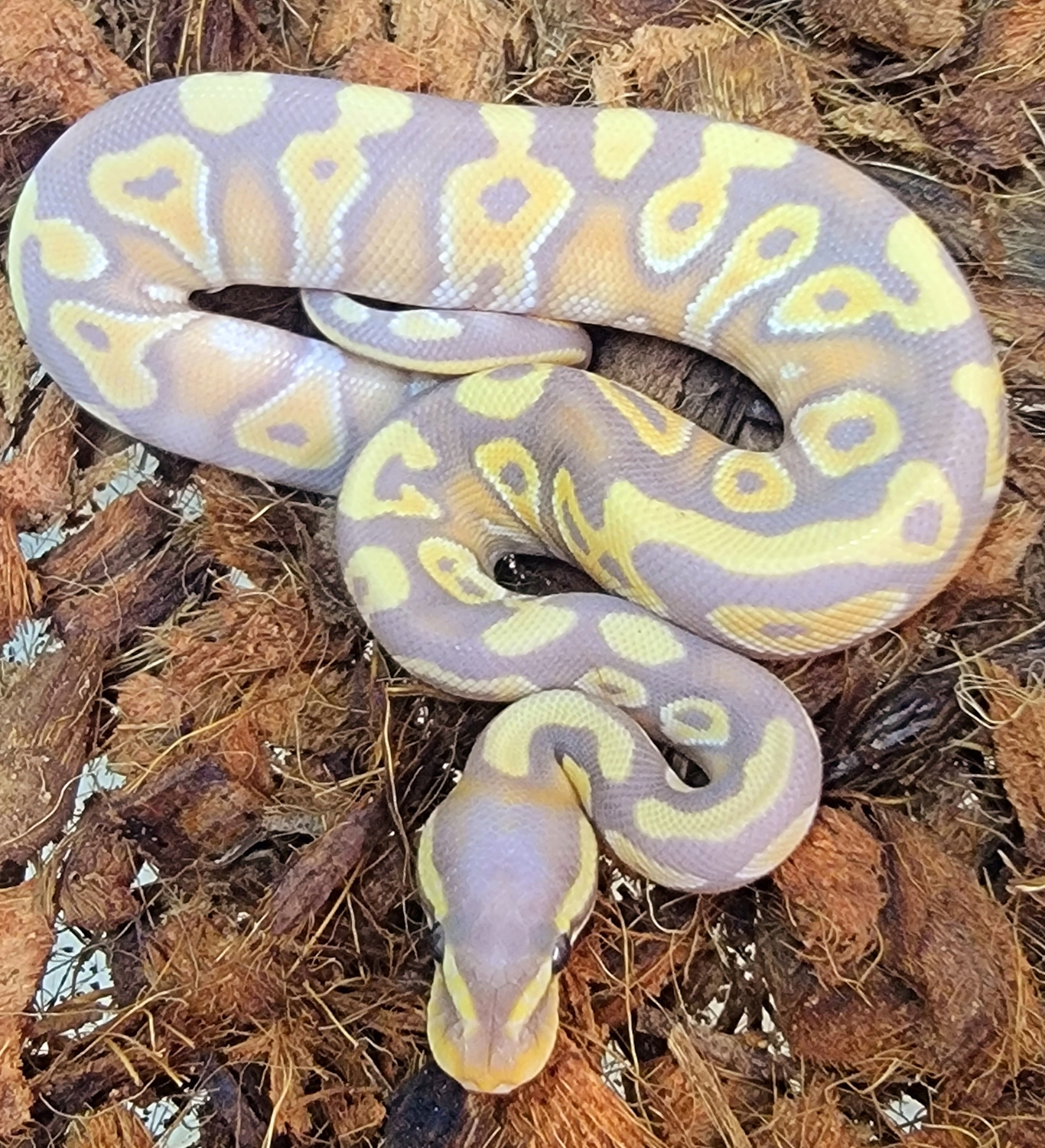 Banana Mojave Yellow Belly Ball Python by Kicks Balls MorphMarket
