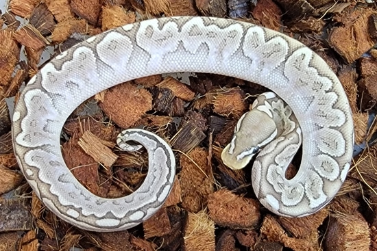 Bamboo Pastel Ball Python by Kicks Balls