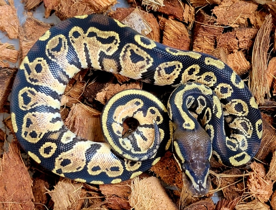 Hurricane Ball Python by Kicks Balls