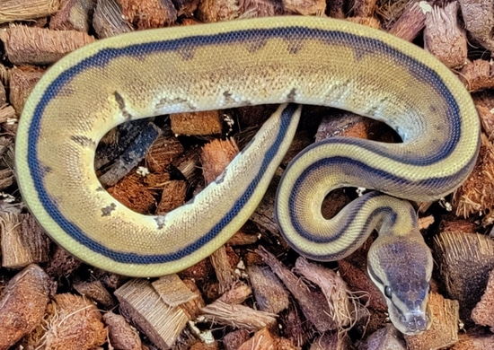 Genetic Stripe Ball Python by Kicks Balls